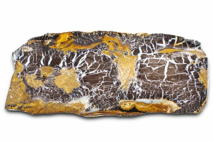 Polished Petrified Shrinkwood Slab - Parker, Colorado #378123